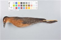 藏品(斑脇田雞)的圖片